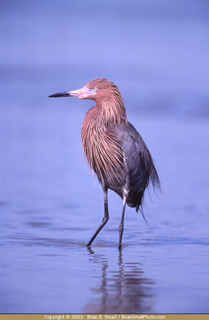 Photo of Reddish Egret