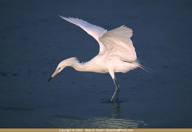 Photo of Reddish Egret