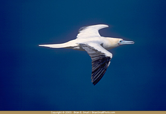 Photo of Red-footed Booby