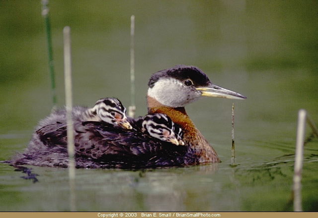 Photo of Red-necked Grebe