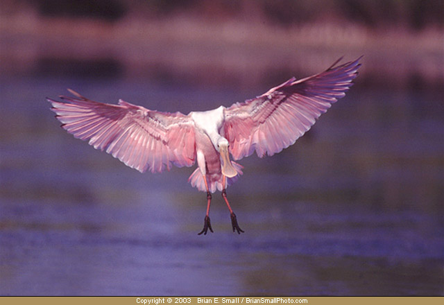 Photo of Roseate Spoonbill