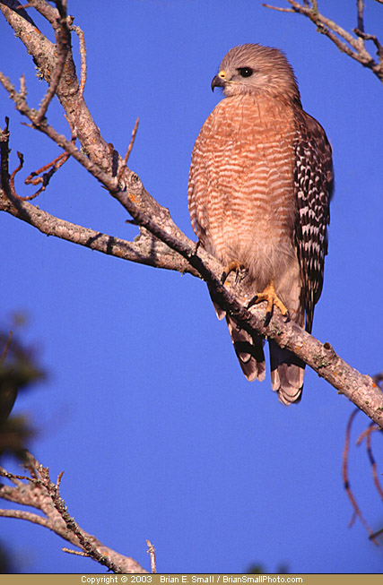 Photo of Red-shouldered Hawk