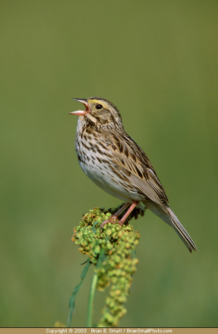 Photo of Savannah Sparrow