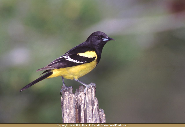 Photo of Scott's Oriole