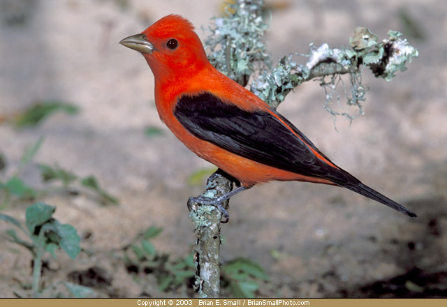 Photo of Scarlet Tanager