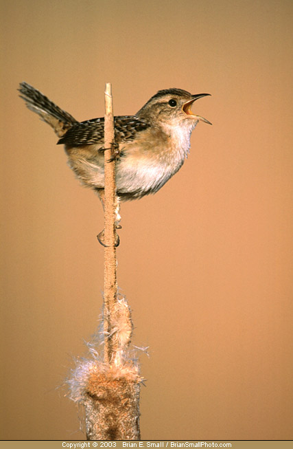 Photo of Sedge Wren