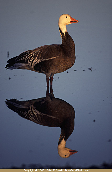 Photo of Snow Goose