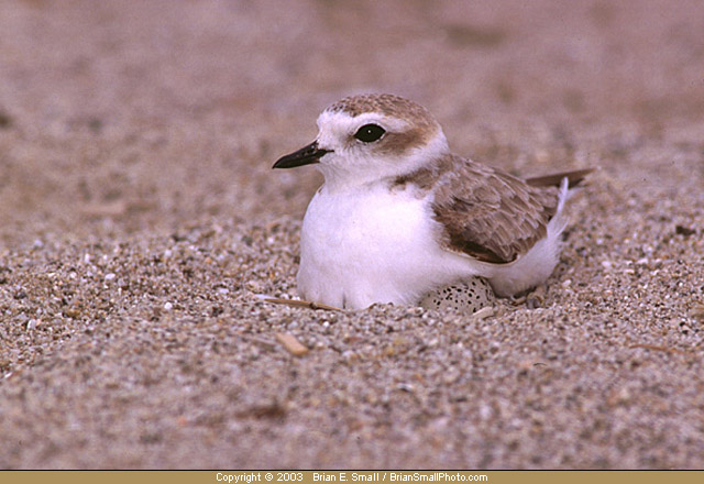 Photo of Snowy Plover