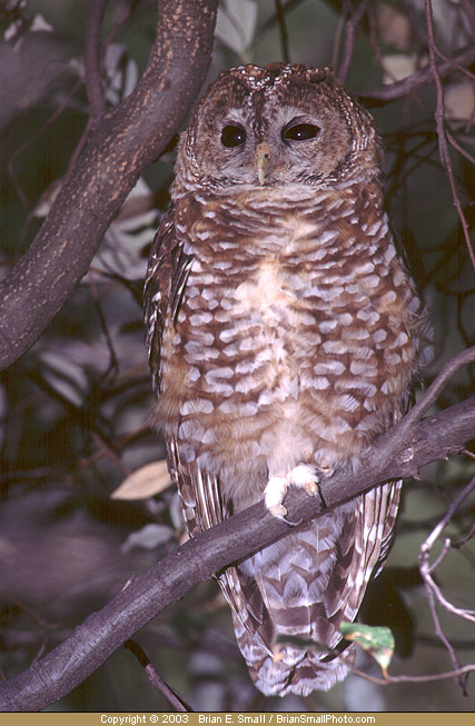 Photo of Spotted Owl
