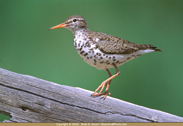 Photo of Spotted Sandpiper