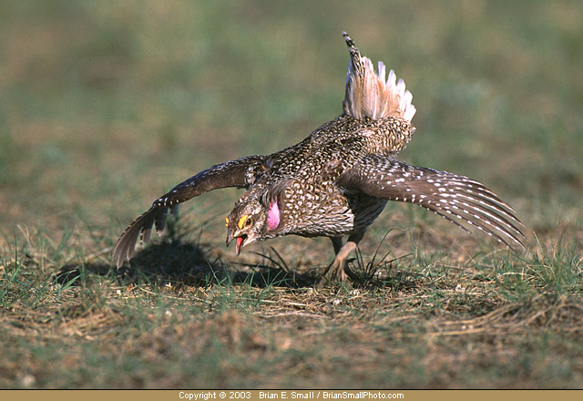 Photo of Sharp-tailed Grouse