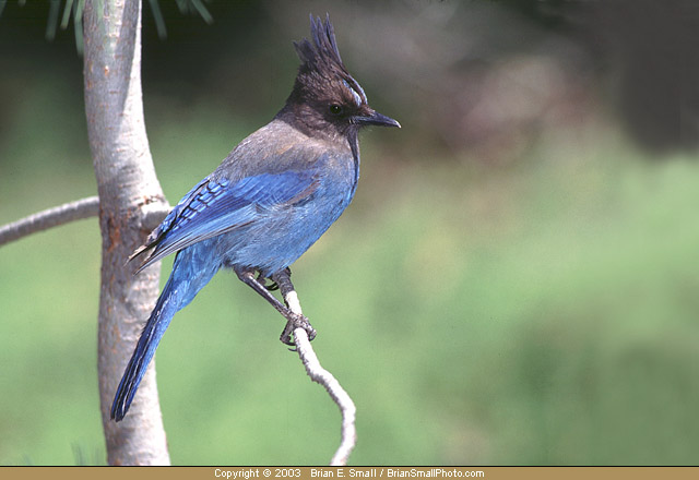 Photo of Steller's Jay