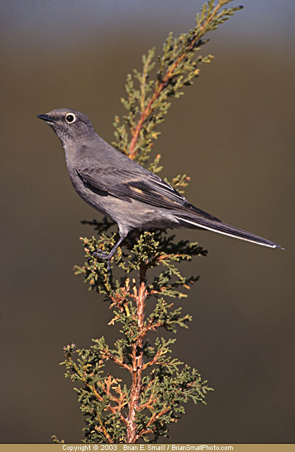 Photo of Townsend's Solitaire