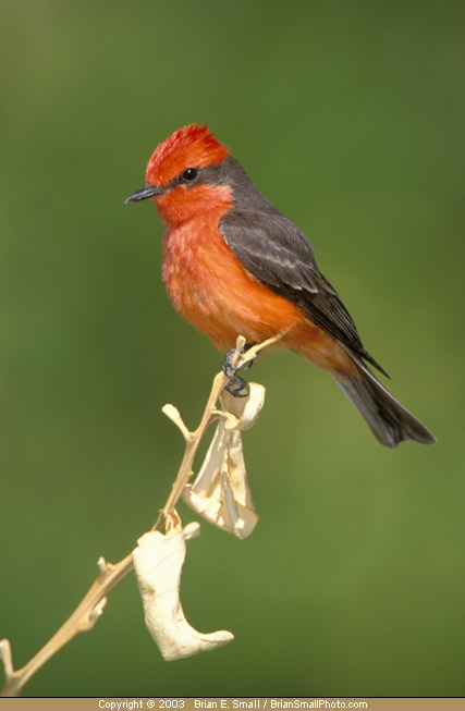 Photo of Vermilion Flycatcher