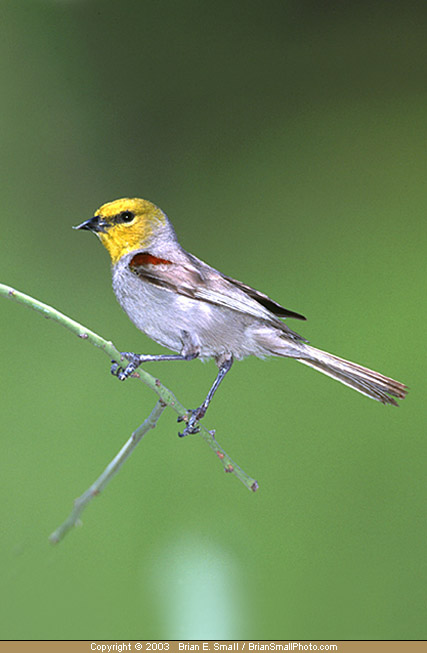 Photo of Verdin