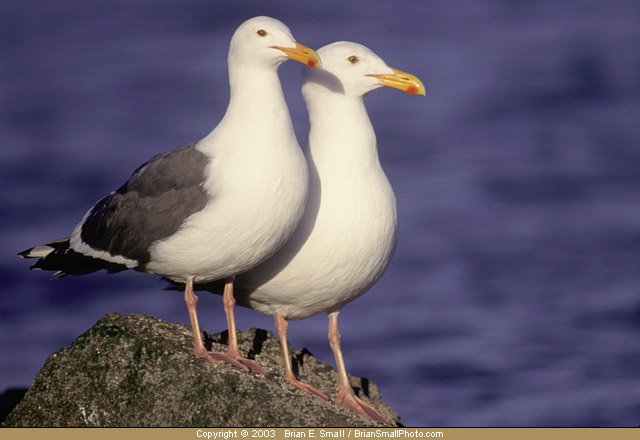 Photo of Western Gulls