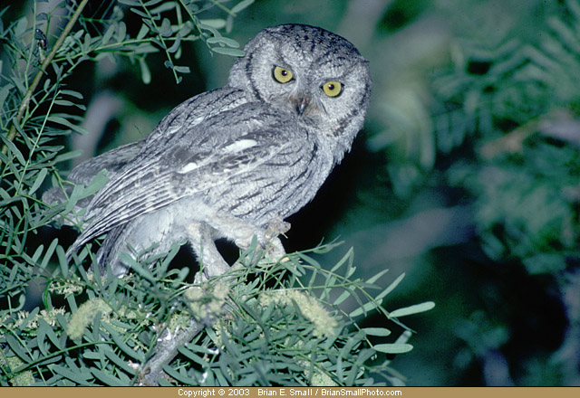 Photo of Western Screech-Owl