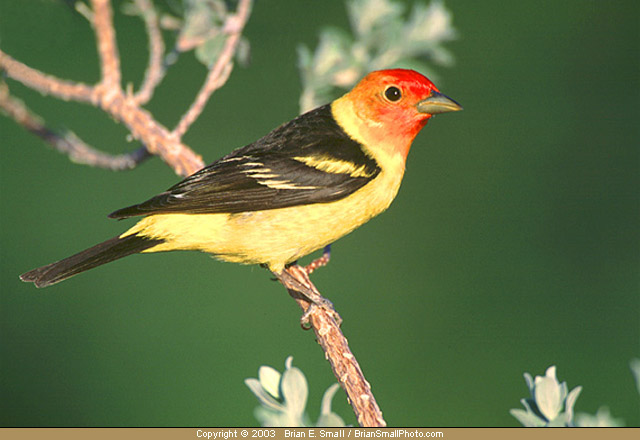 Photo of Western Tanager