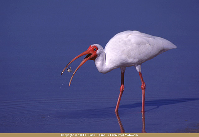 Photo of White Ibis