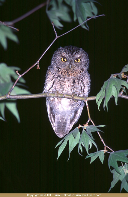 Photo of Whiskered Screech-Owl