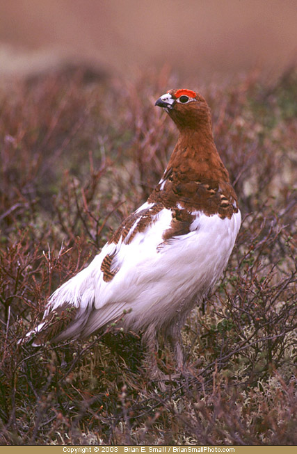 Photo of Willow Ptarmigan