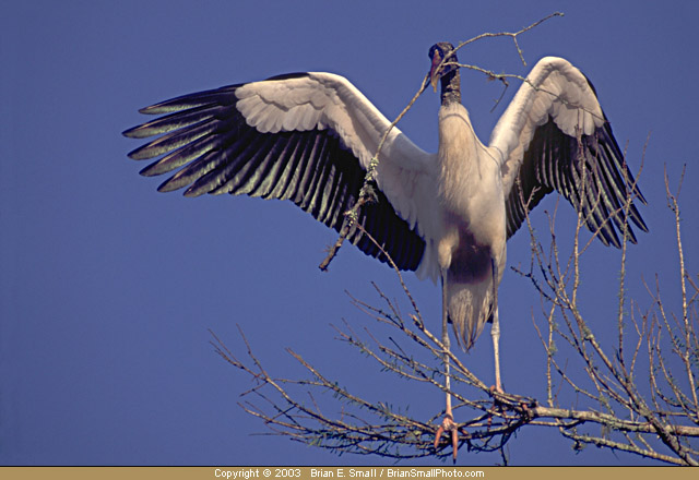 Photo of Wood Stork
