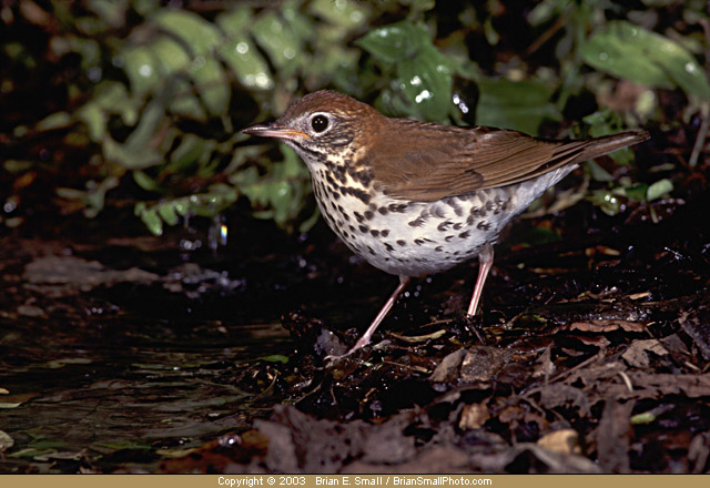 Photo of Wood Thrush