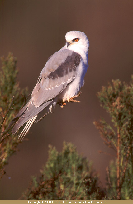 Photo of White-tailed Kite
