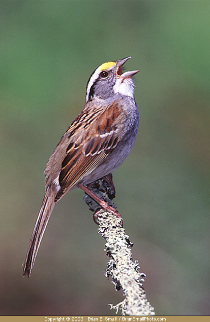Photo of White-throated Sparrow