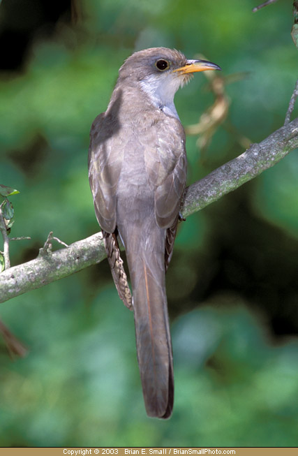 Photo of Yellow-billed Cuckoo