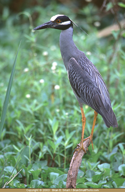 Photo of Yellow-crowned Night-Heron